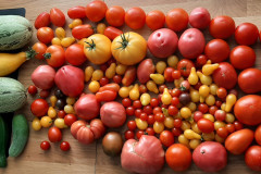 Pomidory-Marka-1