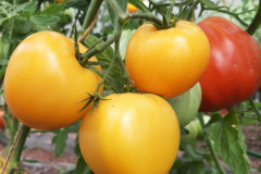 Pomidory-Marka-10