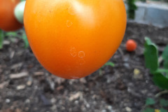 Pomidory-Marka-11