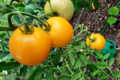 Pomidory-Marka-2