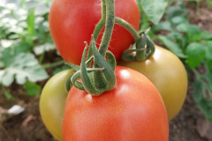 Pomidory-Marka-21