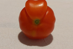 Pomidory-Marka-23