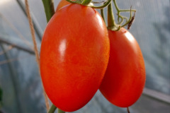 Pomidory-Marka-24