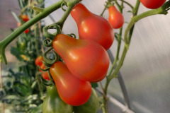 Pomidory-Marka-25
