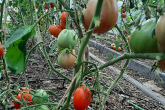 Pomidory-Marka-3