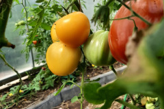 Pomidory-Marka-5