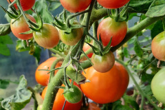 Pomidory-Marka-6