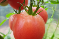 Pomidory-Marka-7
