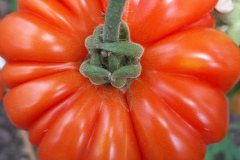 Pomidory-Marka-8