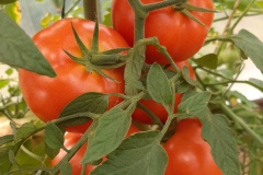 Pomidory-Marka-9
