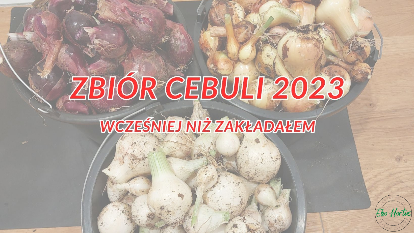 Zbiór cebuli 2023